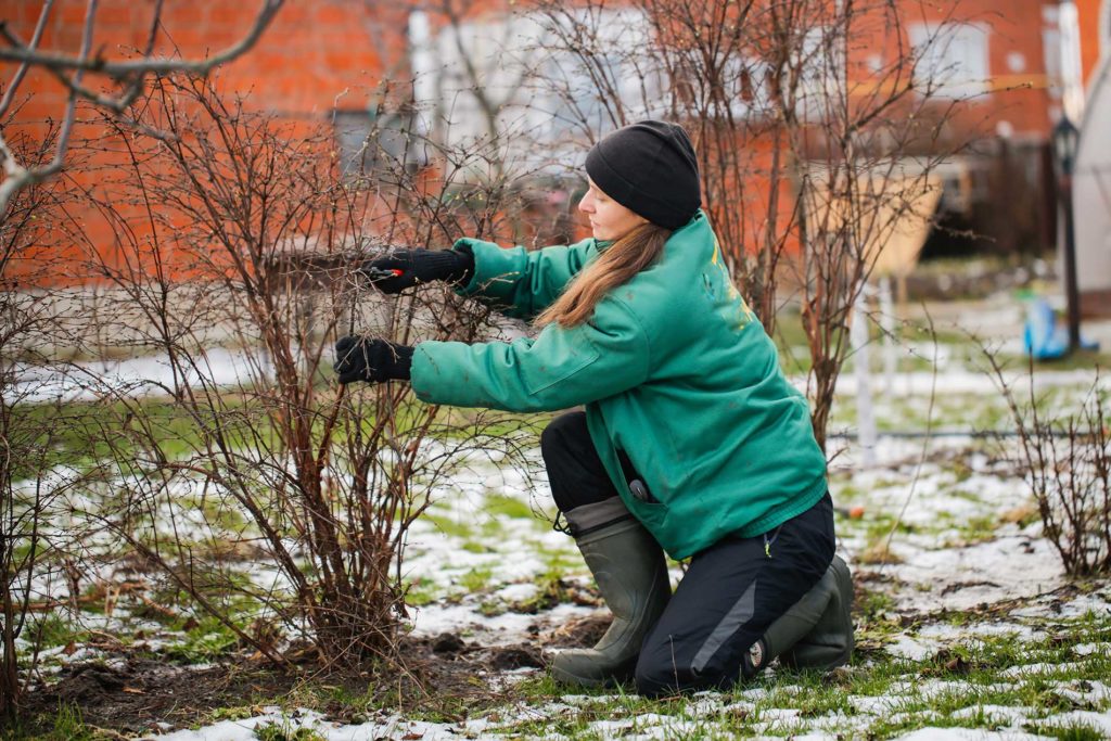 3-Tips-for-Winter-Tree-Maintenance