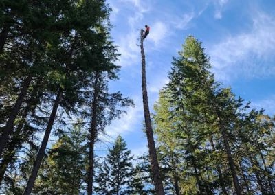 arborist tree services tree removal Kelowna BC