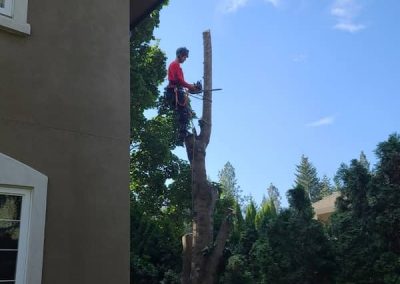 arborist tree services tree removal Kelowna BC