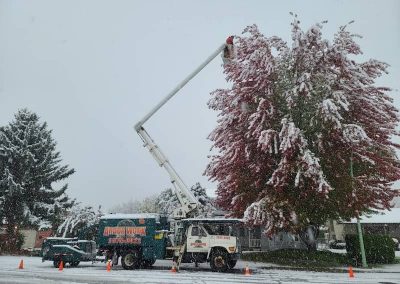 arborist tree services tree removal Kelowna BC