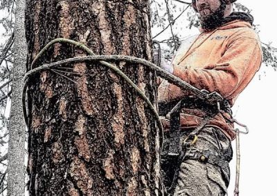 arborist tree services tree removal Kelowna BC