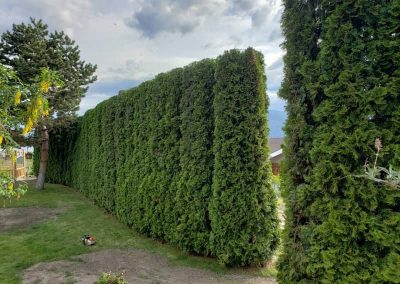 arborist tree services tree removal Kelowna BC