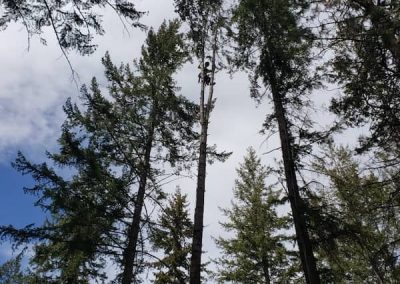 arborist tree services tree removal Kelowna BC