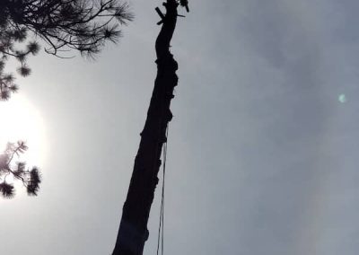 arborist tree services tree removal Kelowna BC