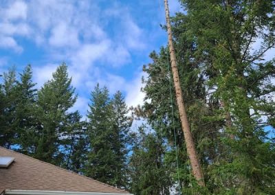 arborist tree services tree removal Kelowna BC