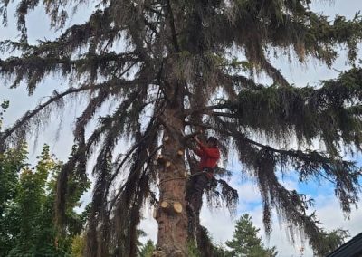 arborist tree services tree removal Kelowna BC