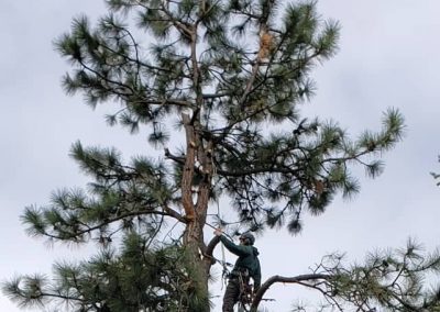 arborist tree services tree removal Kelowna BC