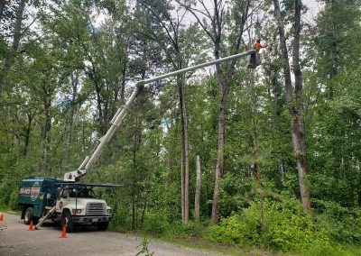 arborist tree services tree removal Kelowna BC