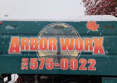 arborist tree services tree removal Kelowna BC