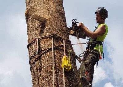 arborist tree services tree removal Kelowna BC