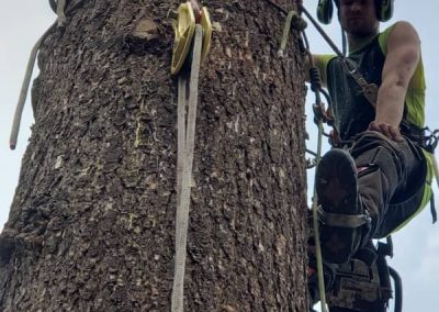 arborist tree services tree removal Kelowna BC