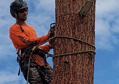 arborist tree services tree removal Kelowna BC