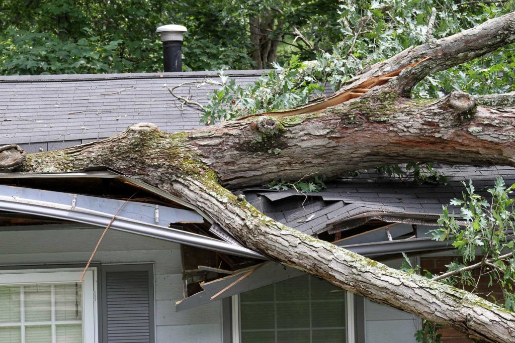 Dangerous-Trees-and-Fallen-Branches