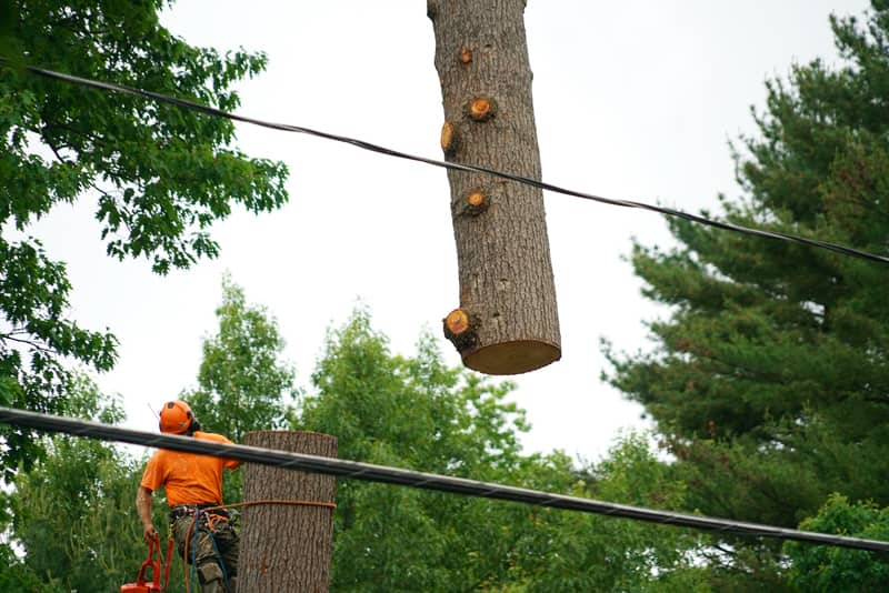 Emergency Tree Services