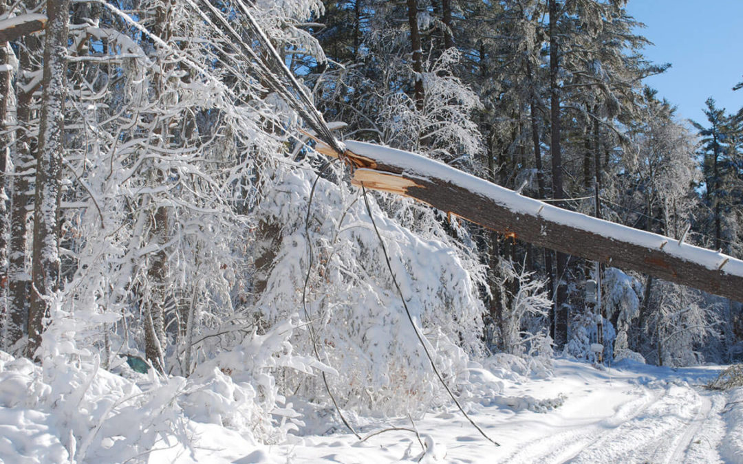 Tree Cutting Tips from a Property Rights Expert