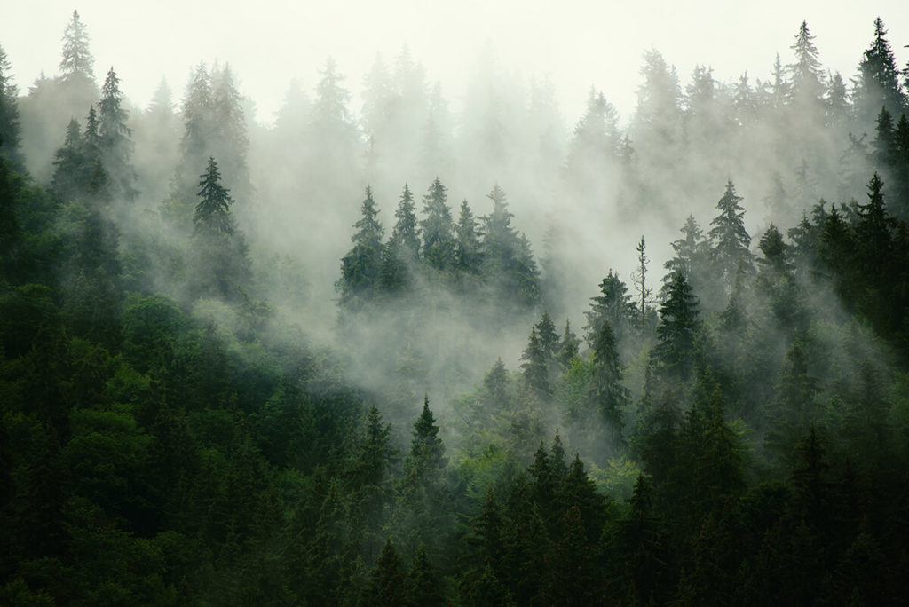 Misty landscape with fir forest