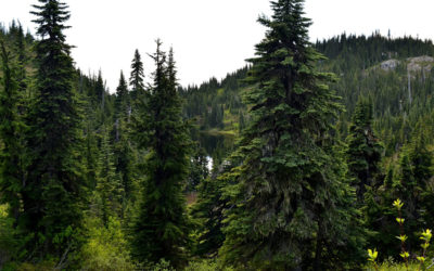 BC Trees Series – Amabilis Fir