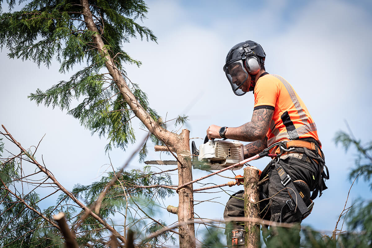 Tree Maintenance