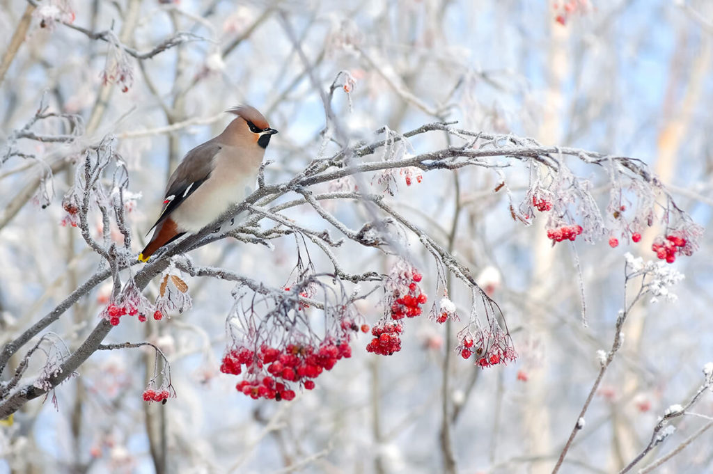 Waxwing bird sitting on a branch of rowan in frost