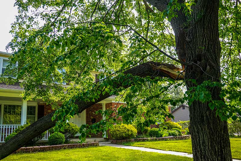 spurless tree climb arborist