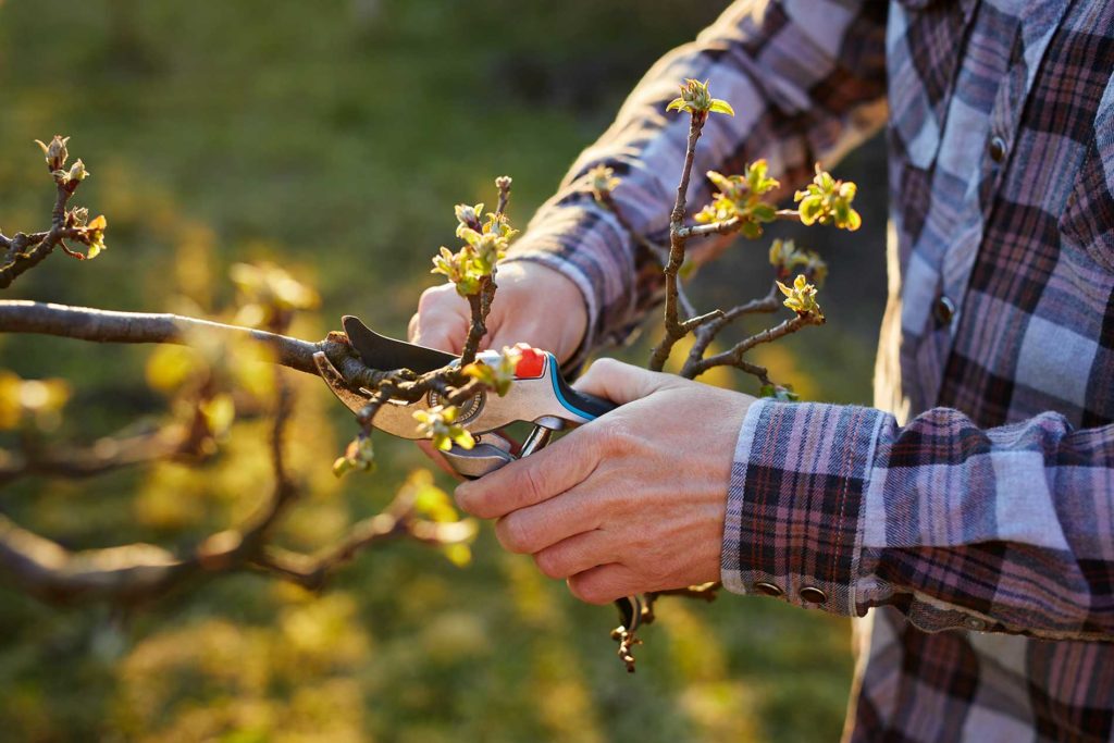 damaging-effects-of-tree-fungus-disease