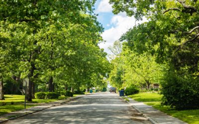 3 Unique Challenges of Urban Trees