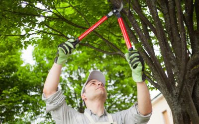 5 Tips for Pruning Before Dormant Season