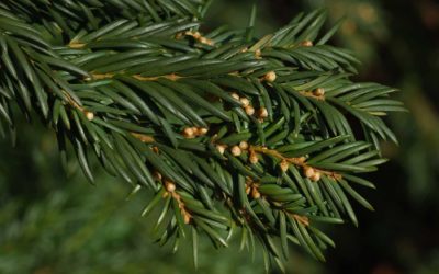 BC Trees Series – The Grand Fir Tree