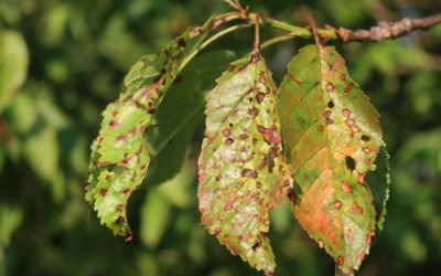 Invasive Tree Fungus: How to Spot it and Stop it