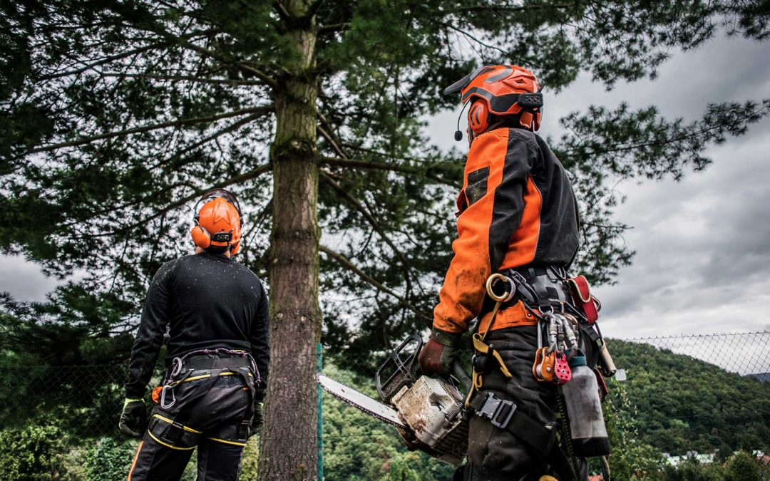 What is an Arborist?