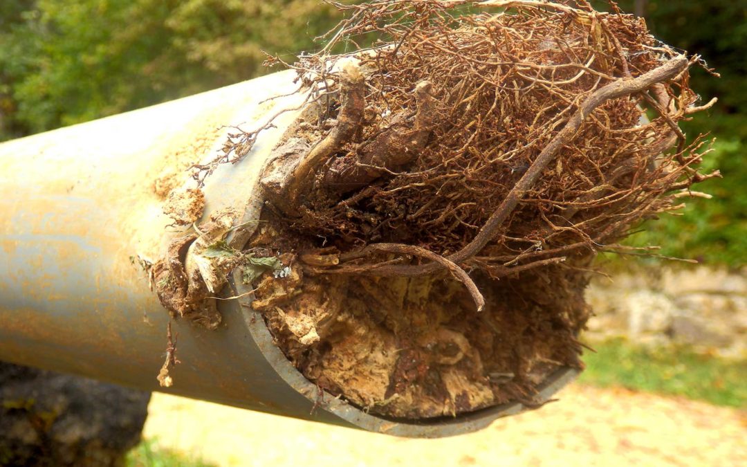 Why You Shouldn’t Plant Trees Near Your House