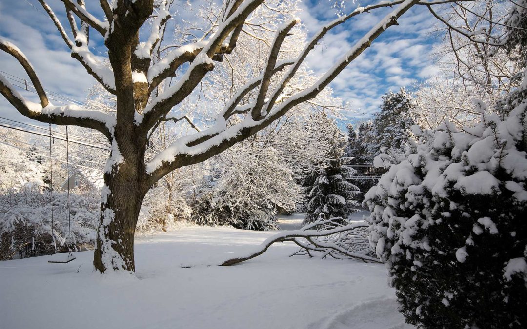 Winter Tree Services in Kelowna