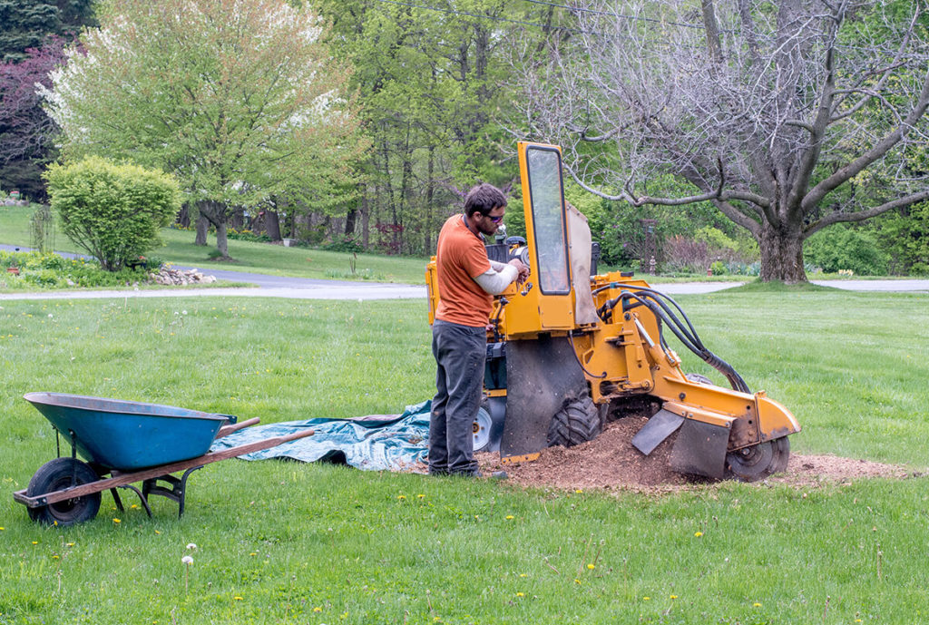 get rid of stump roots