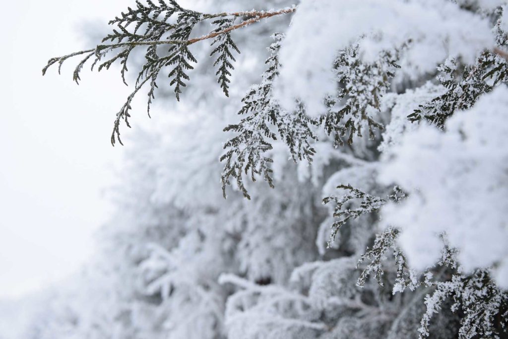 snow on the branches of trees