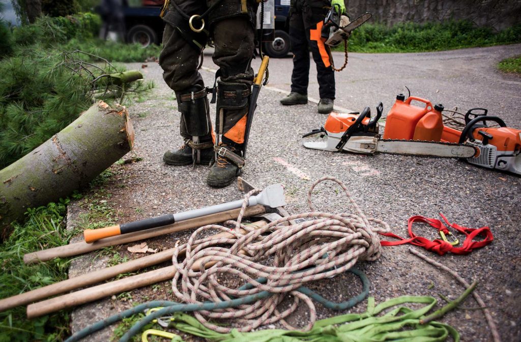 technicians standing beside a cut down branch of a tree