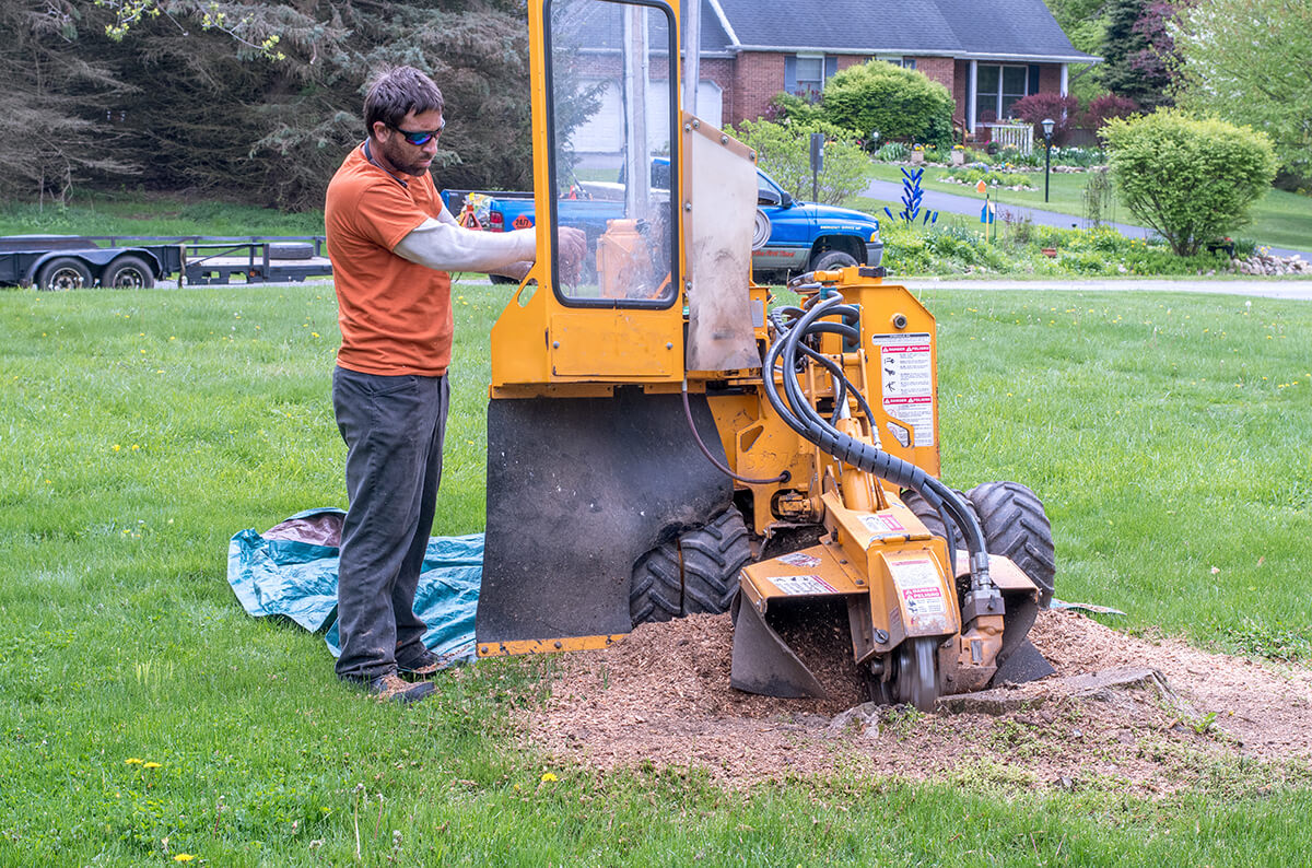 worker grinds out a tree stump